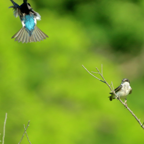 Swallows, mating. 