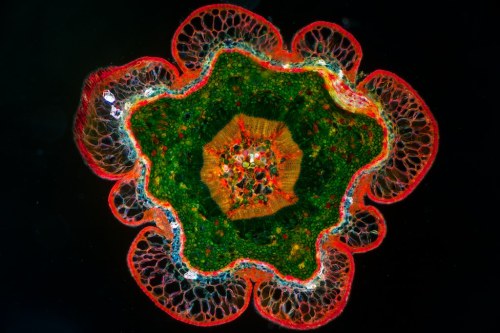mucholderthen:  THIN SECTIONS of a TWIG from a FIR TREEby Eckhard Völcker (Tatcher a Hainu on Flickr)  Fir, Abies sp.This cut is from a twig of a fir tree in front of our house.   5x magnification 10x — details of the bark in polarized light
