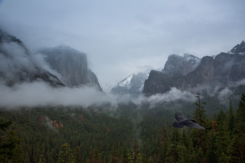 Holiday Adventure: Yosemite, Cross Country Skiing My wife and I took cross country ski lessons in Yo