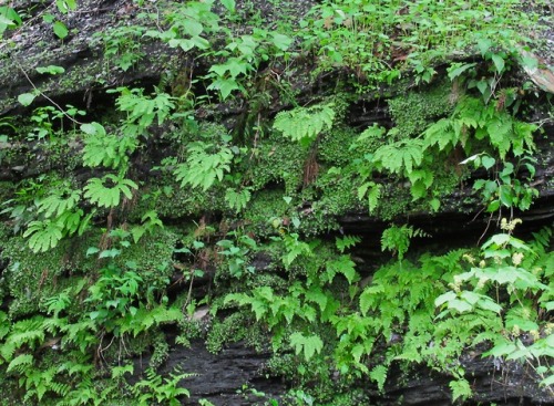I saw loads of maidenhair ferns today!I grow them, but there’s something about seeing them in the wi