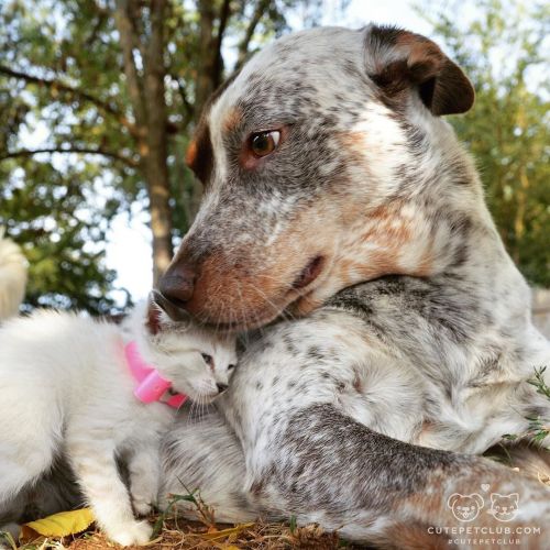 cutepetclub: From @run.love.dog: “This is my Sophie girl who normally helps me foster the rescue pup