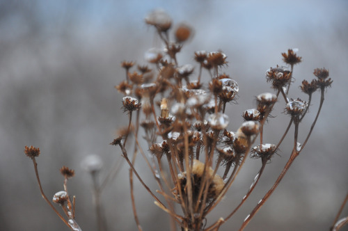 untermyergardens:Vernonia noveboracensis or New York ironweed after freezing rain.  The ice looks li