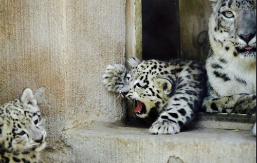 Snow Leopard Cubs on We Heart It.