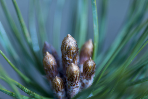 Nips   By: KeaphotoNew Tokina 100mm lense today