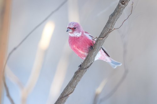 renamonkalou:A rose Finch |fenelmilan_rapu