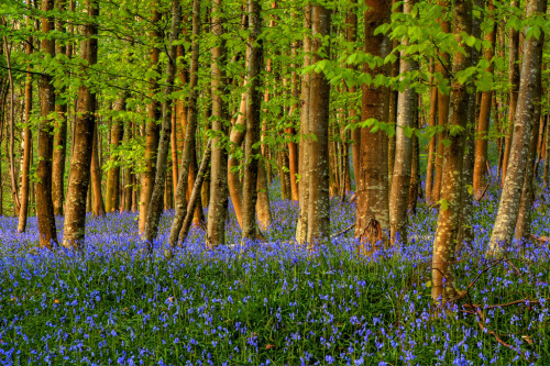 woodendreams:  (by Steve Thompson images)