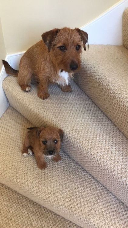 serpentinetigerlily: animalrates: This dog looks like a teddy bear. The best part is there’s two of 