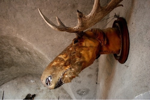 strashnimishka:  Bad taxidermy