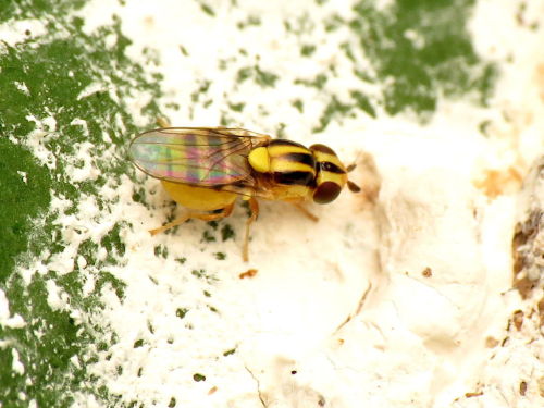 onenicebugperday: Yellow grass fly, Thaumatomyia glabra, ChloropinaeFound in North America and 
