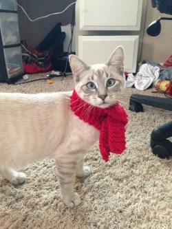 what-daddy-wants:  tanukijiru:  tiny scarf for cat  Its a Cat Cravat. The worst part is she looks like my kitten. I am attempting to resist the urge to buy one of these for her. 