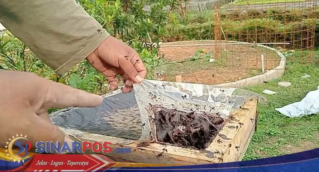 Terapi Sengat Lebah Tewel: Pengobatan Tradisional Alami dan Ampuh dari Bandung