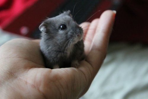 cute-overload:  My Blueberry Dwarf Hamster looks so noblehttp://cute-overload.tumblr.com 