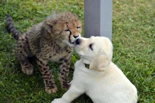 awwww-cute:Just learned that Cheetahs are very nervous animals, so some zoos give them “support dogs