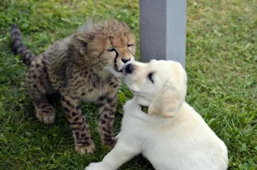 tastefullyoffensive:Cheetah’s best friend. (via ImACultHero)