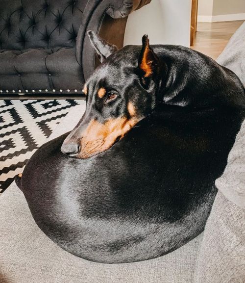 + + • • • • • | #daydreaming #blackandtan #dogsofinstagram #doberman #dobermanpinscher #yegdog | htt