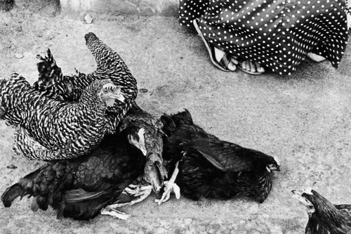 The extraordinary photographic work of Graciela Iturbide: excerpts from Juchitán, comprising of ten 