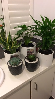 thechelseasmilex:  My new babies 🌵🌱🌾🍃