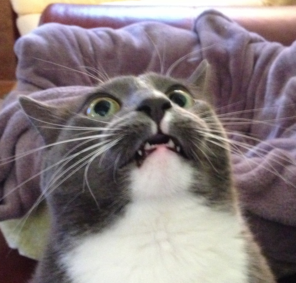 unflatteringcatselfies:  Waffle makes the most unflatering faces…