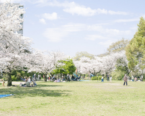 ileftmyheartintokyo:  HANAMI by hisaya katagami porn pictures