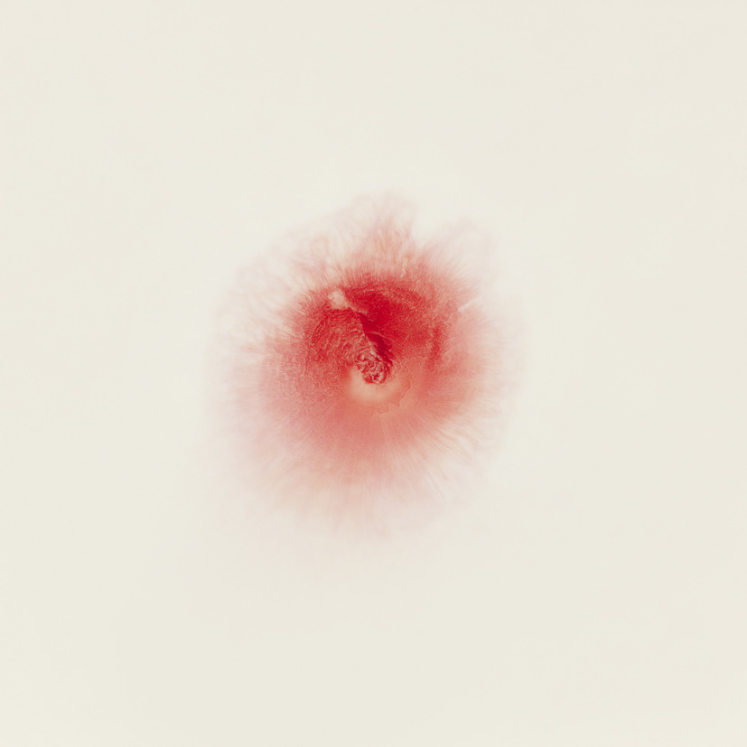 pigmenting:  Ori Gersht, Cells 