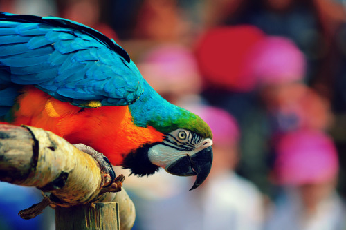 Blue and Gold MacawTaking a bow during the demonstration show.