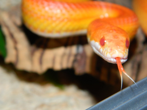 madfroggirl:  Jaffa the corn snake!