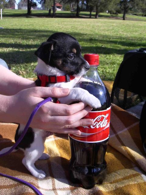 awwww-cute:Johnson was a tiny puppy
