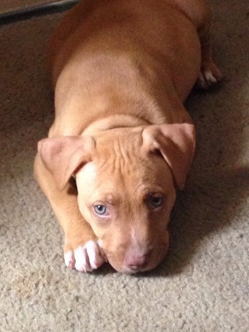 handsomedogs:  I found a pancake and named it King