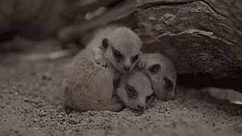 thenatsdorf:  Baby Meerkats. [full video]