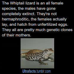 animetrashdemon:  passivefan:  passivefan:  jenniferrpovey:  ultrafacts:  Source Want more facts?, follow the Ultrafacts Blog  50 species of lizard and one species of snake reproduce through parthenogenesis (that’s the fancy word for producing offspring