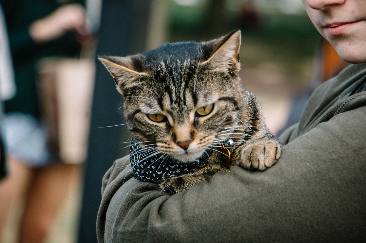 89cats:09.02.2017 // Caturday in Boston