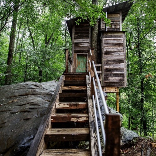 speciesofleastconcern: lavenderwaterwitch: utwo: Treehouse © Danny Nabors Let me live here plz 