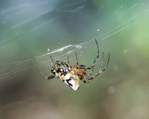 Opadometa fastigata #spider #arachnid #arachnology #naturephotography #nature #naturelovers #instasp