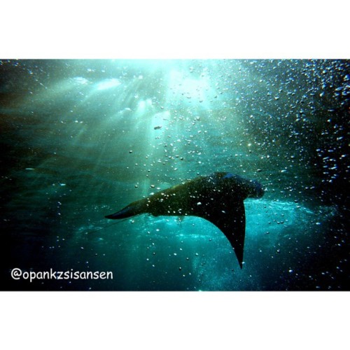 Batman of the sea#shotgun #labuanbajo #cndive #komodo #flores #ntt #indonesia #scubadive #diving #