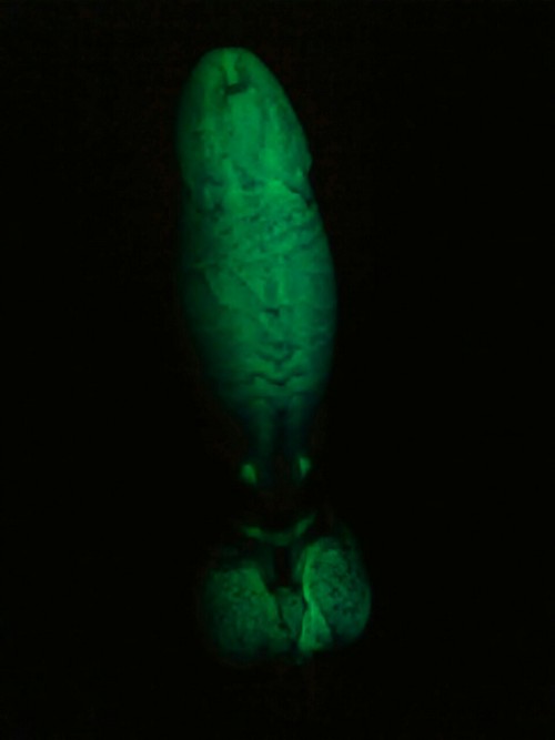 zohara-wolfs-dicks-n-things:Bioluminescent Echo!!! Very excited to have snagged this on the forums….
