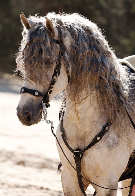 owmeex:  Horses With Better Hair Than You