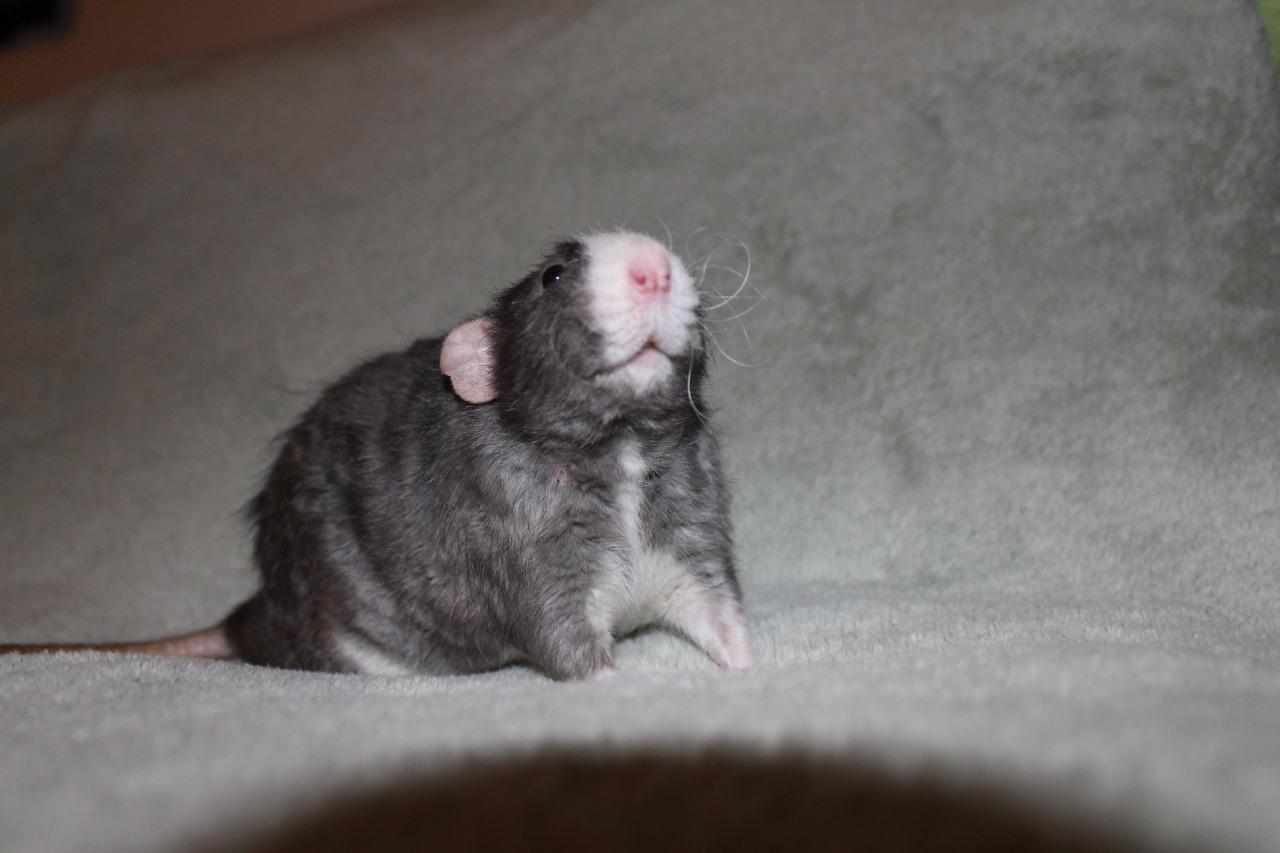 little-king-smashmouth:look @ this dumb son i love him