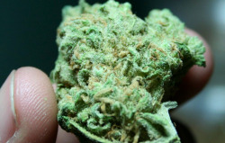 sporaqic:blue-dream-marijuana-001 by Elusine via Flickr