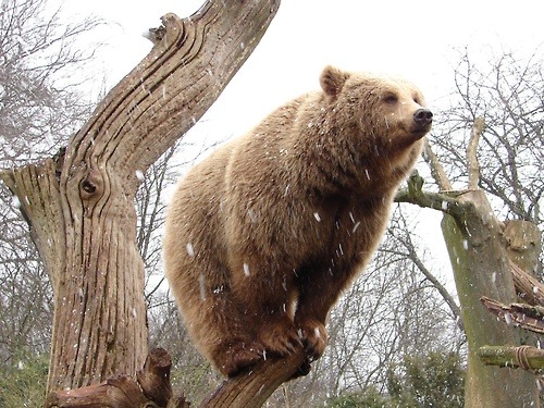 sadnradxvx:  fuck-it-fire-everything:  bhamms:   He’s smiling. He’s proud of himself.  He’s saying “Look at me, that’s right, I’m balancing myself on this little stub of a branch. I am as majestic as a bird on its perch.”   behold the happiest