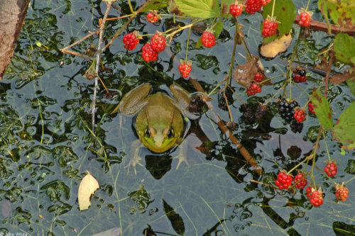 toadschooled:A green frog [Lithobates clamitans, formerly Rana clamitans] sitting in a flooded field