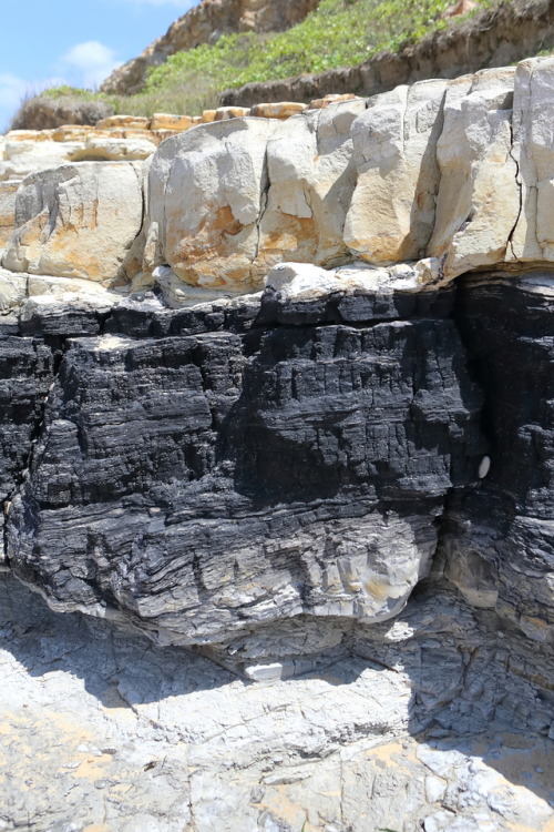 geologicaltravels:2018: Exposed seams from the lower Newcastle Coal Measures (Permian, 256-252 Ma) a