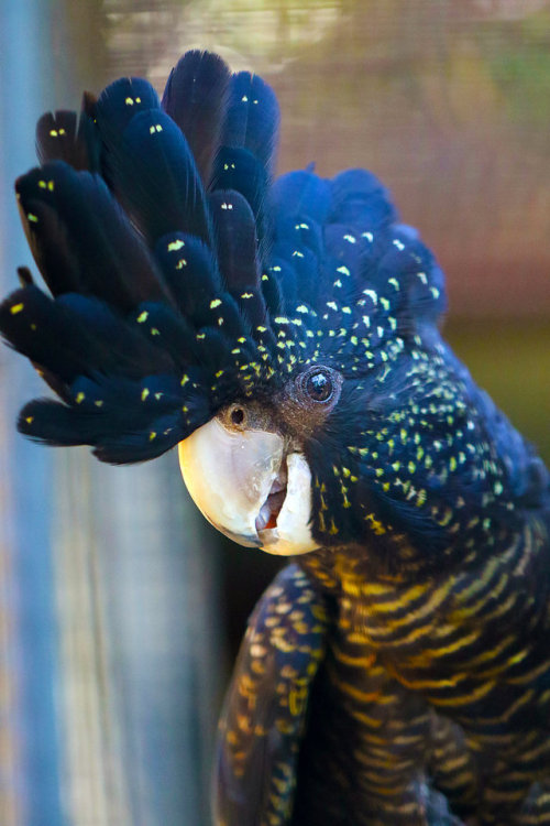 end0skeletal:Red-Tailed Black Cockatoo by cobaltsennheiser