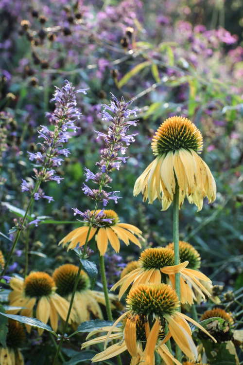 gardenmuse: Captured this scene just as the sun was slipping down below the treeline.  Wanted to sa