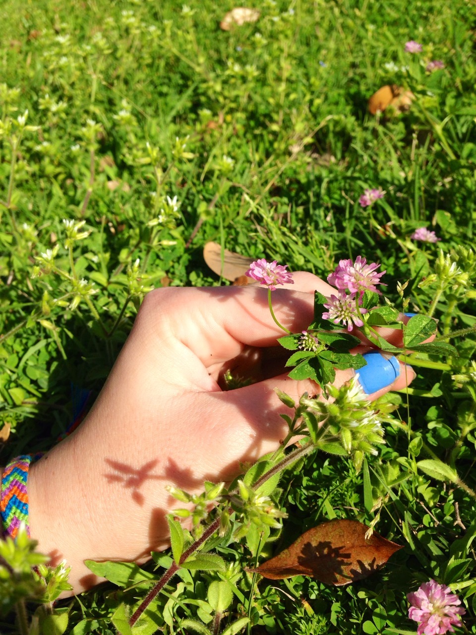 yin-yangs:  Flowers are the prettiest things 