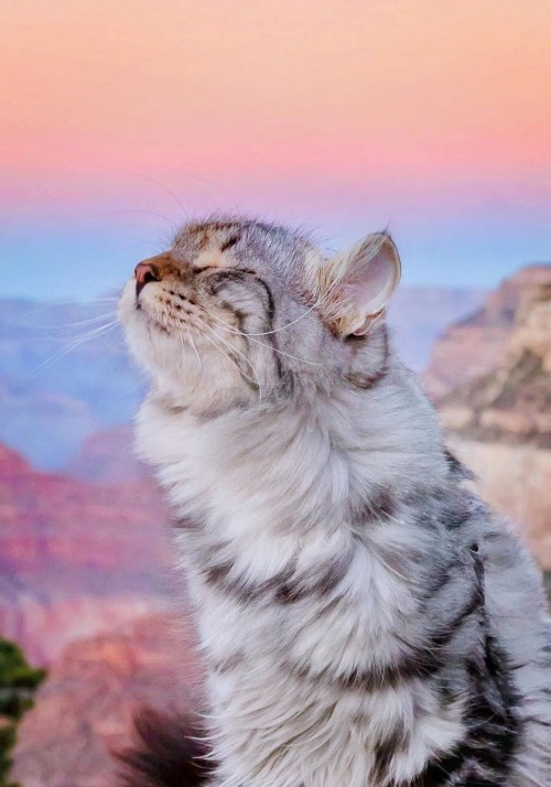 maureen2musings: Grand Canyon Sunsetsterlingsilvercat