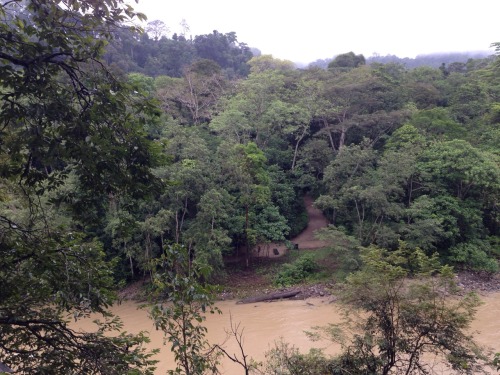 wiguitours:7 hours trekking in Ketambe, pure rainforest, pure beauty!