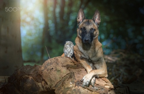 megarah-moon:     “Ingo and Poldi” by  Tanja Brandt   