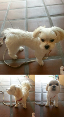 actualdogvines:  One More.  My dog is a Maltese Shitzu mix.  He’s super hyper and loves to bark at pretty much everything.  His name is Poshik. ^^ (submitted by davidsonghas)