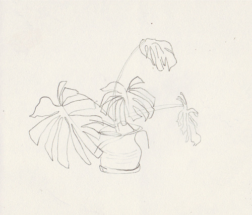 yidan:plant drawing