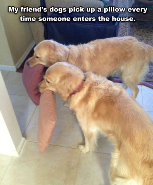 yourgoodfriendjoey:lumos5001:1nkblots:spookymays:#HUMAN YOU ARE HERE WOULD YOU LIKE A PILLOW